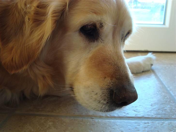 Golden retriever Bella - Ja ja, kan du komme tættere på?? ;o) billede 4