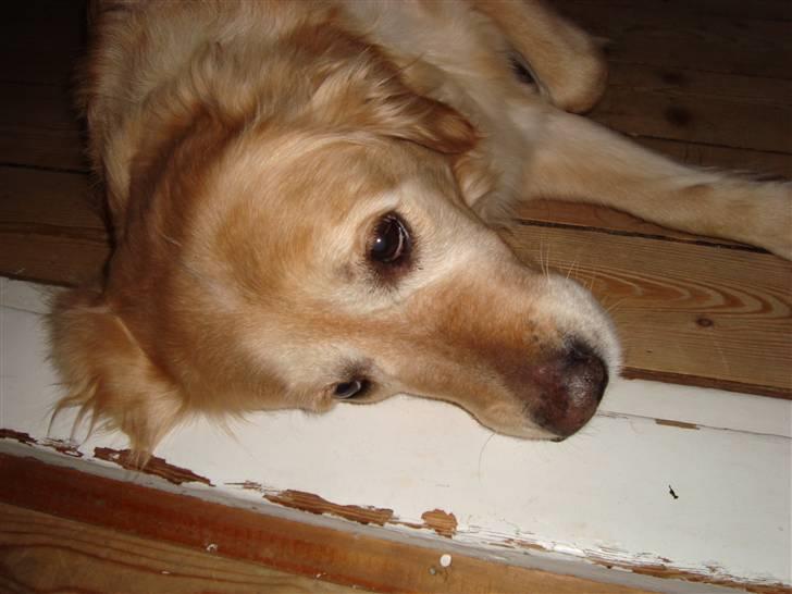 Golden retriever Bella - Eeeelsker at slappe af :o) billede 5