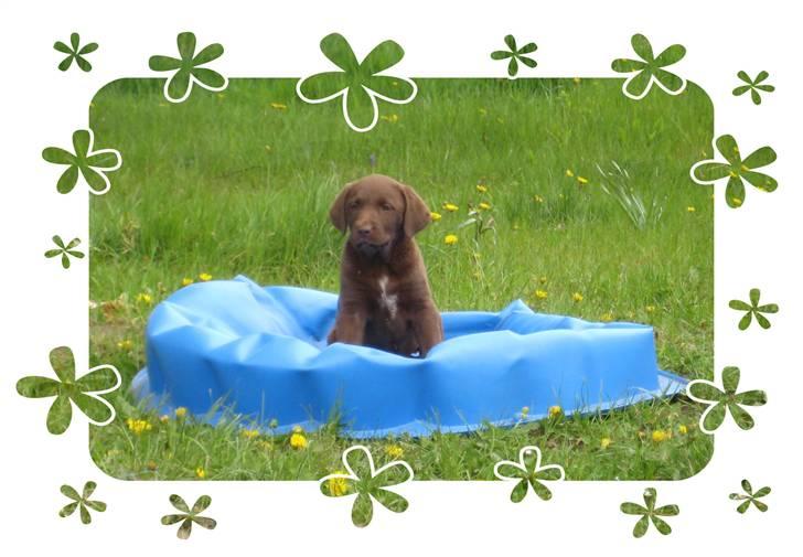 Labrador retriever Freja - Ude og se Freja hos Liselotte. Freja hygger i sandkassen :-) billede 1