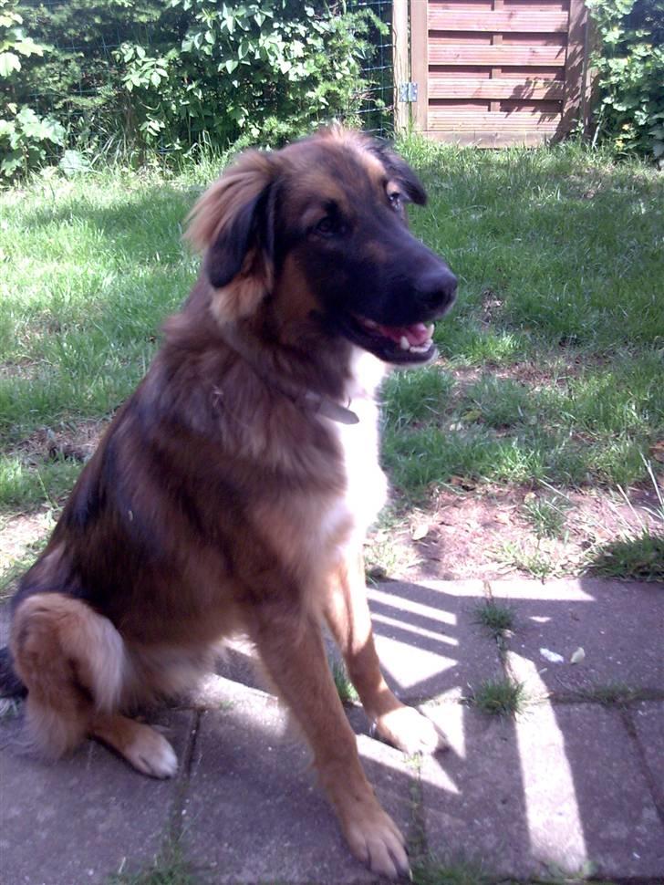 Blanding af racer basse billede 1