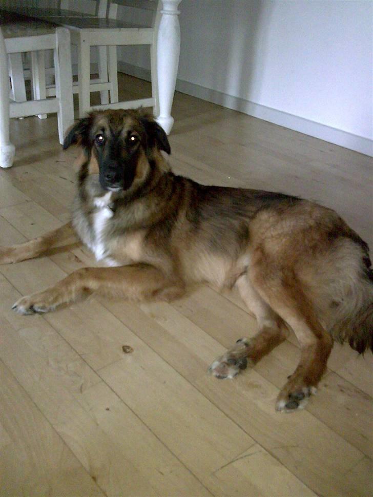 Blanding af racer basse billede 3