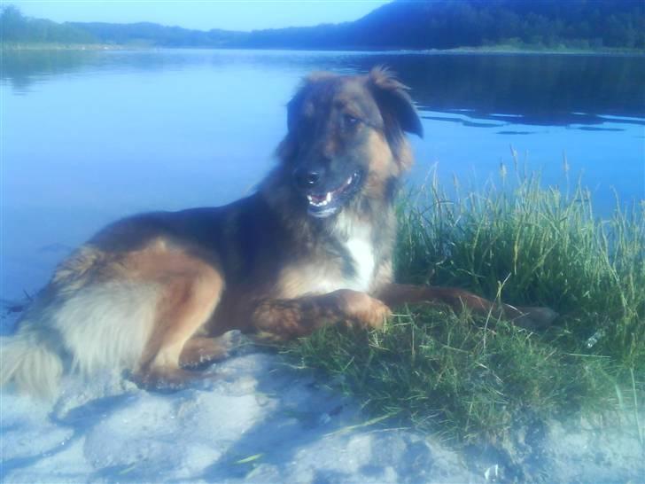 Blanding af racer basse billede 4