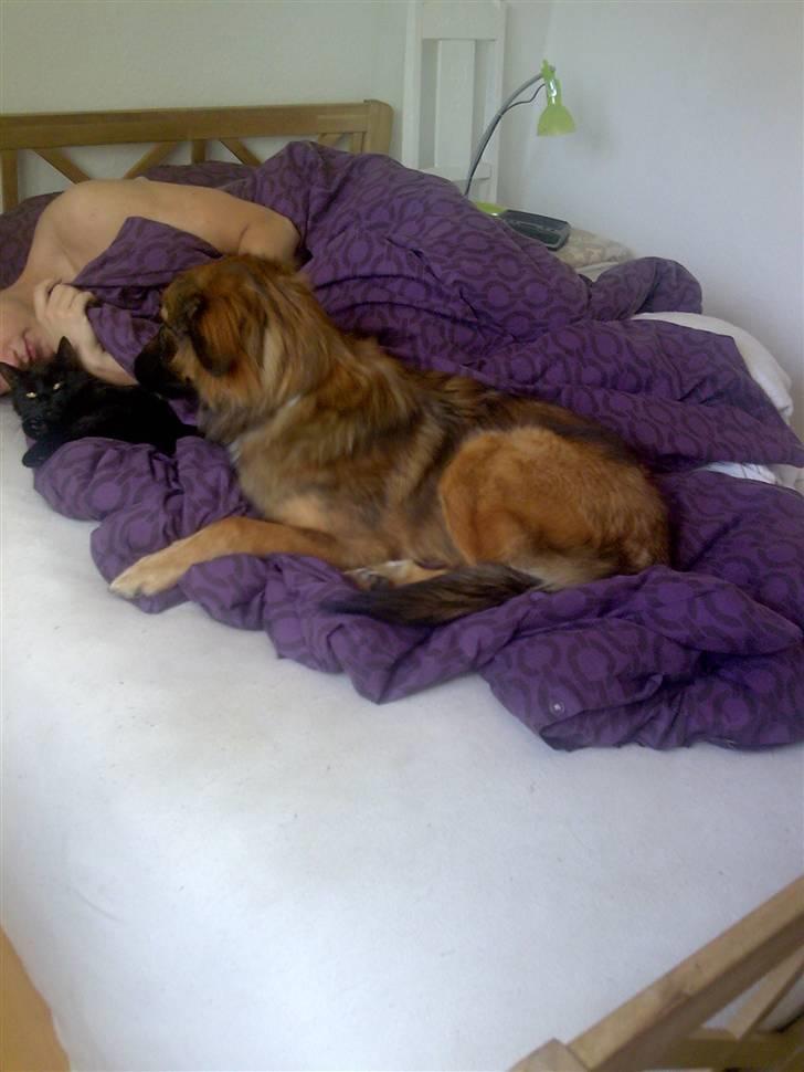 Blanding af racer basse billede 5