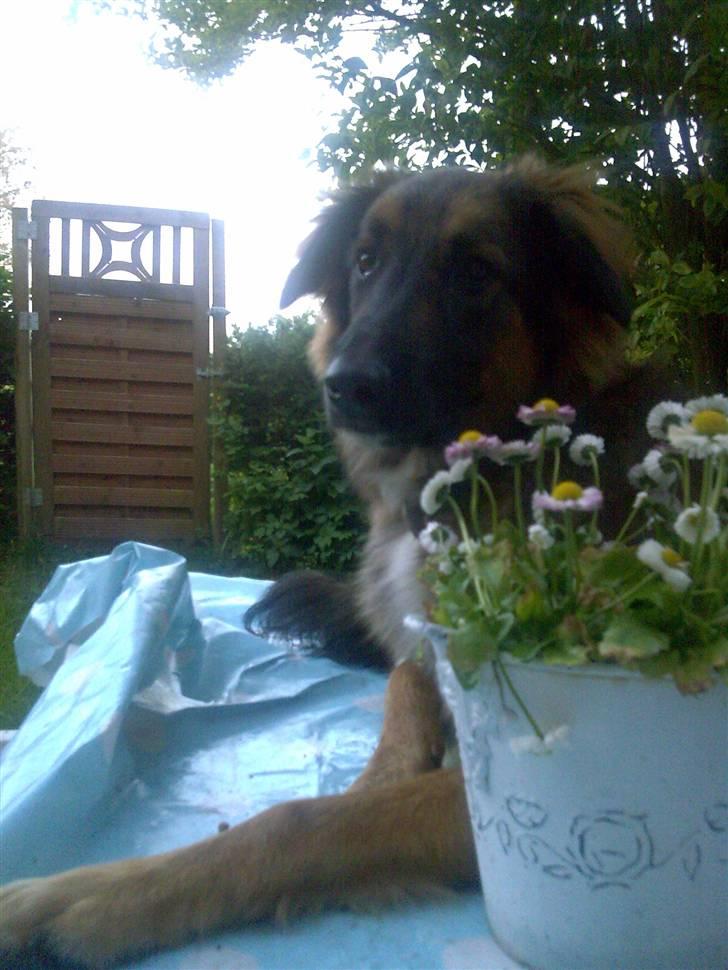 Blanding af racer basse billede 6