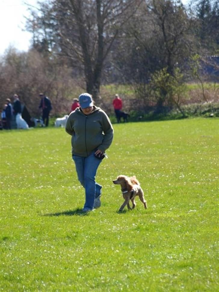 Dværgpuddel Peanut billede 14