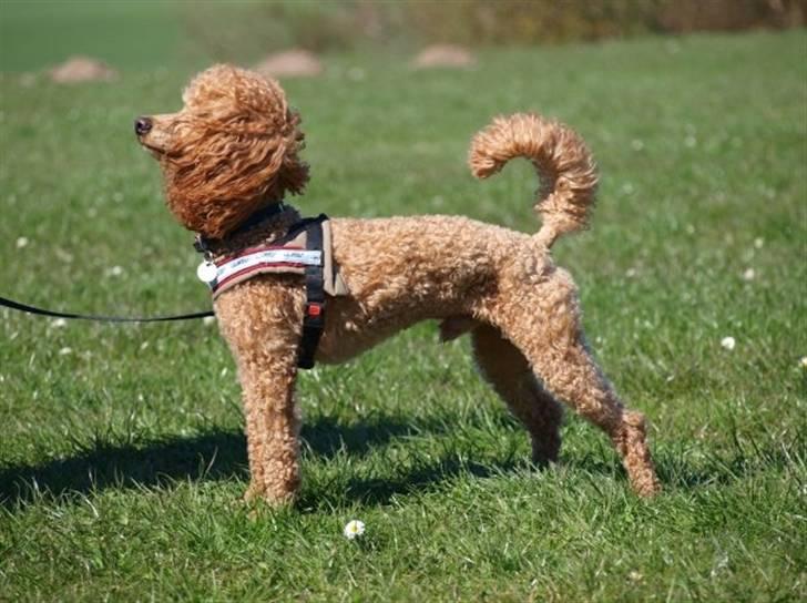 Dværgpuddel Peanut billede 15