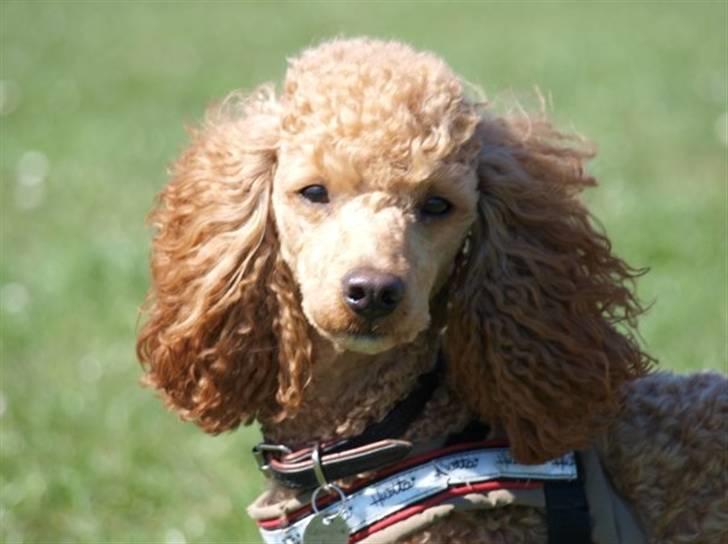 Dværgpuddel Peanut billede 16