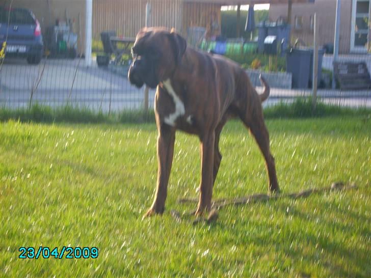 Boxer Bambo Leo - var i gang med og lege med reb, indtil jeg fik øje på naboens kat, og mellem os to, så kan jeg ikke lide katte. måske fordi de stjal min tun i haven da jeg var et lille pjok? billede 15