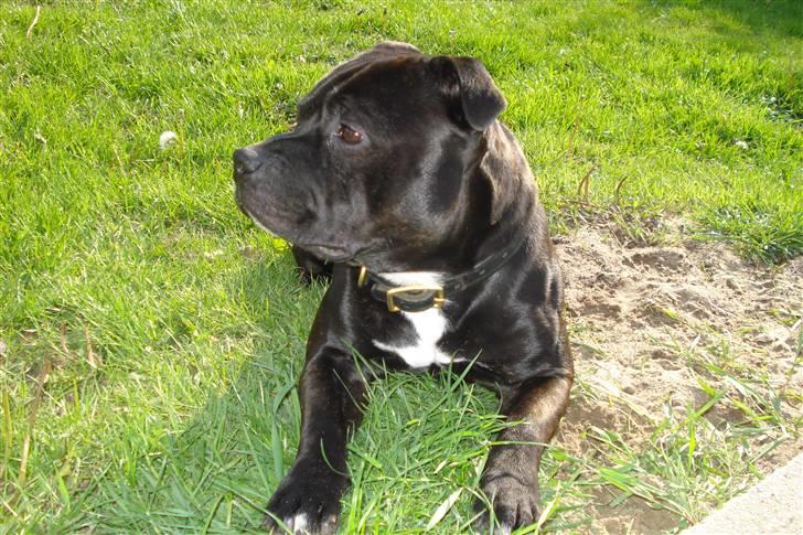 Staffordshire bull terrier Desmound billede 15