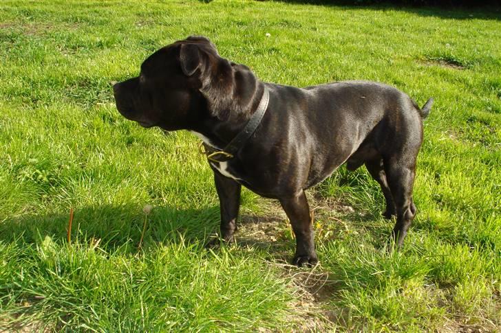 Staffordshire bull terrier Desmound billede 16