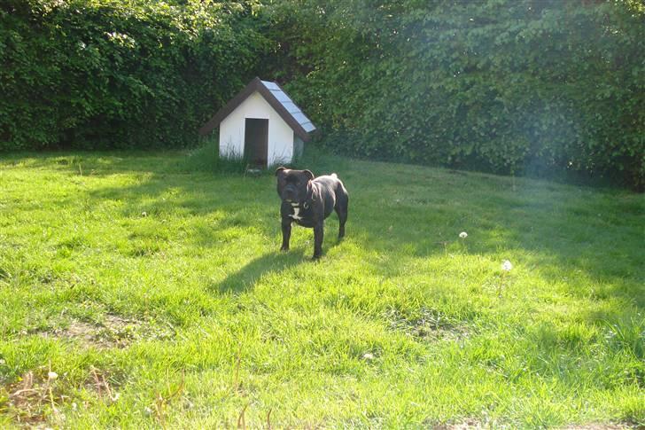 Staffordshire bull terrier Desmound billede 17