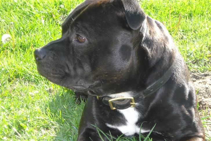 Staffordshire bull terrier Desmound billede 18