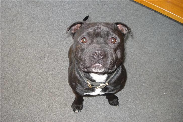 Staffordshire bull terrier Desmound billede 19