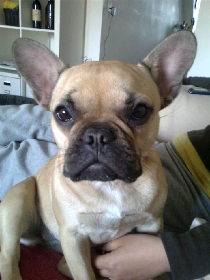 Fransk bulldog Isabel - Goddag billede 1