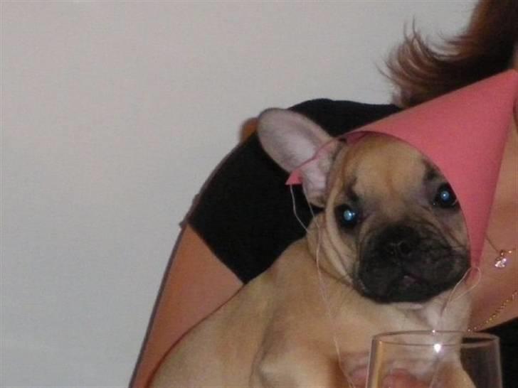 Fransk bulldog Isabel - Godt nytår til alle billede 2