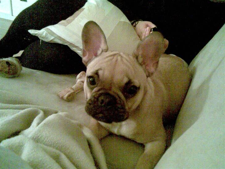 Fransk bulldog Isabel - Hvad sker der her? billede 3