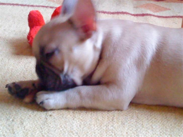 Fransk bulldog Isabel - Det er hårdt at være lille hvalp billede 4