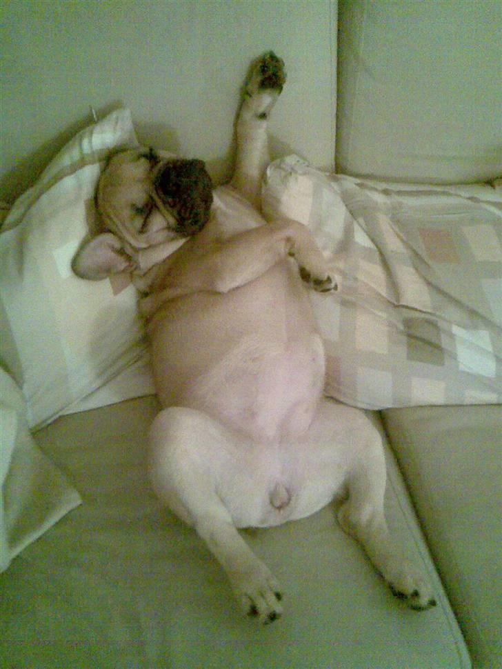 Fransk bulldog Isabel - Er lidt træt billede 5