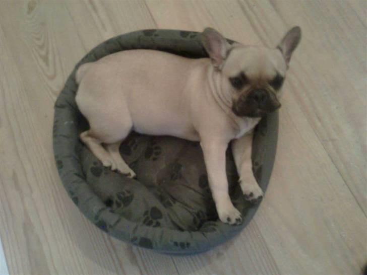 Fransk bulldog Isabel - Det er min kurv billede 6
