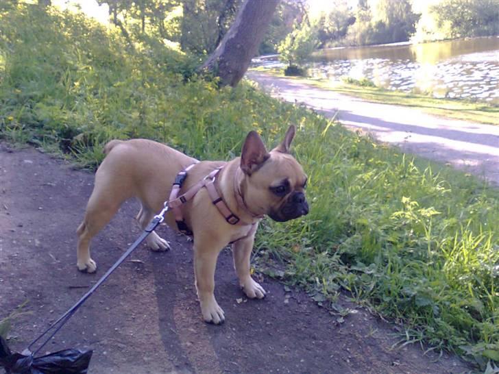 Fransk bulldog Isabel - Man er vel en bulldog billede 7