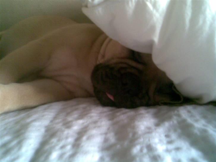 Fransk bulldog Isabel - Snork billede 8