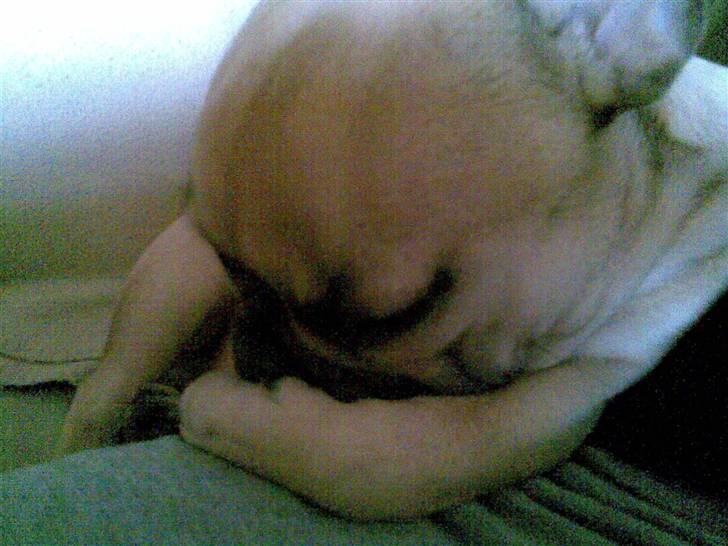 Fransk bulldog Isabel - Gemmer min snude billede 9