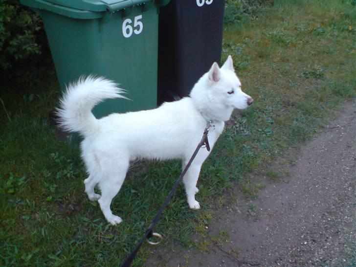 Blanding af racer Cato billede 4