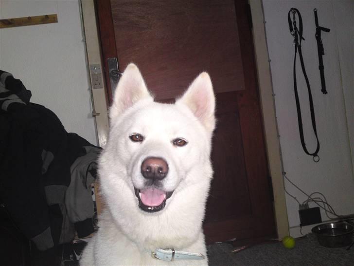 Blanding af racer Cato billede 5