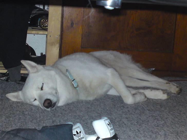 Blanding af racer Cato - cato der er blevet træt efter en lang tur i kløften billede 6