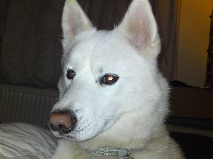 Blanding af racer Cato billede 7