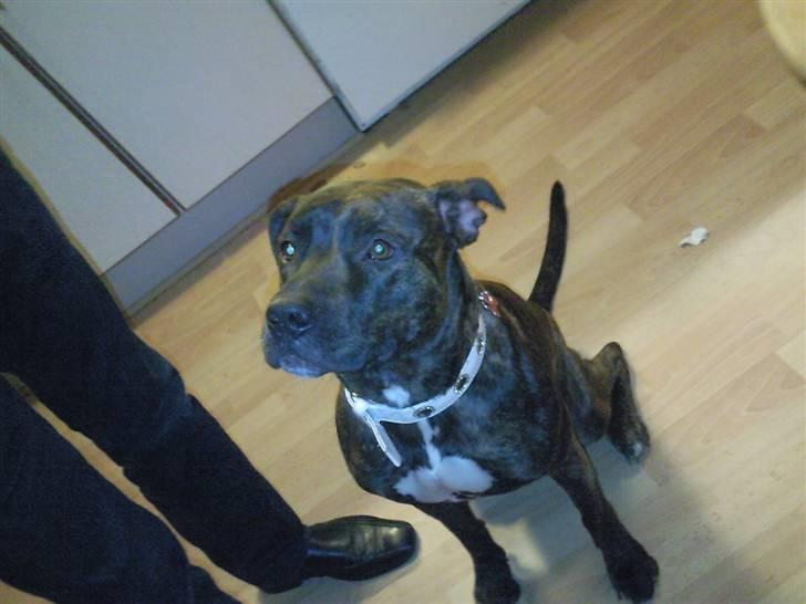 Amerikansk staffordshire terrier sui - giv mig nu den godbid for pokker da, sidder jo så pænt :D! billede 1