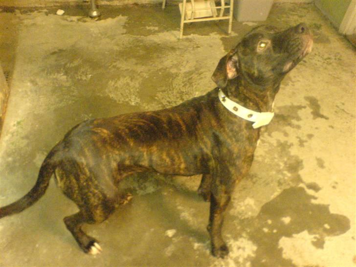 Amerikansk staffordshire terrier sui billede 2