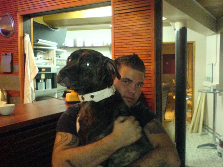 Amerikansk staffordshire terrier sui - fars pige :D hun ved intet bedre end a hoppe op til far :P! billede 3