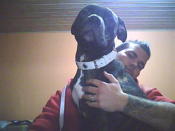 Amerikansk staffordshire terrier sui billede 4