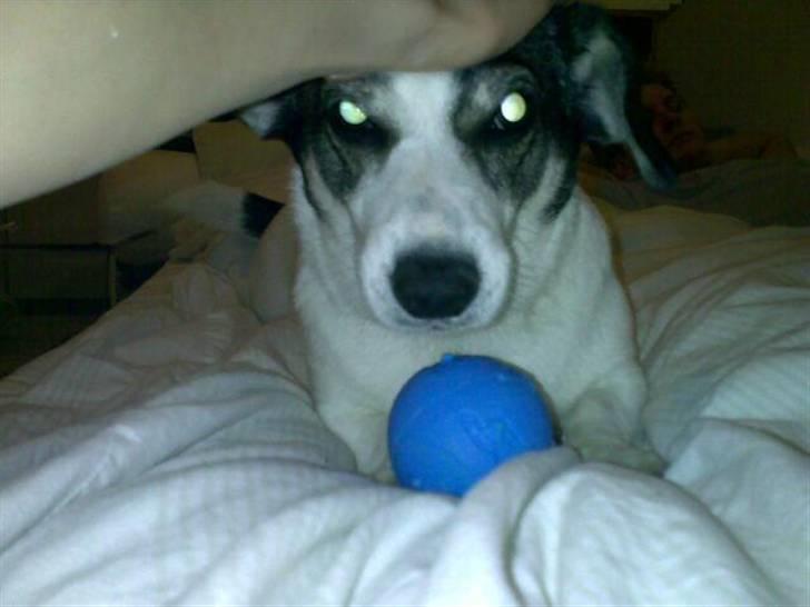 Blanding af racer Oscar billede 12