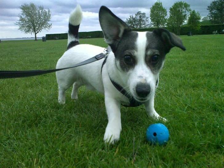 Blanding af racer Oscar billede 13