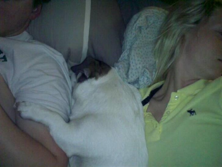 Blanding af racer Oscar billede 14