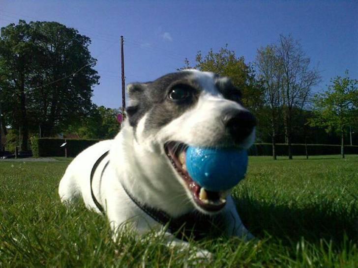 Blanding af racer Oscar billede 15