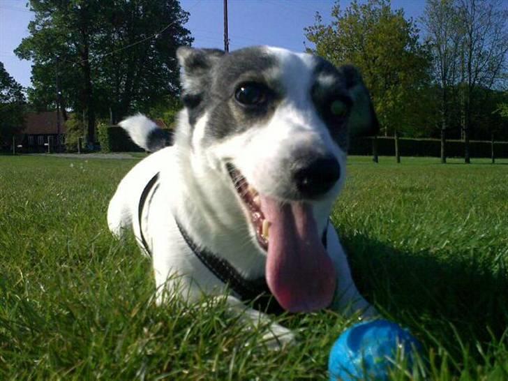 Blanding af racer Oscar billede 16