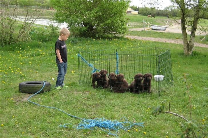 Labrador retriever Freja - Ude og se Freja hos Liselotte. Phillip og alle de lækre hundehvalpe. billede 2