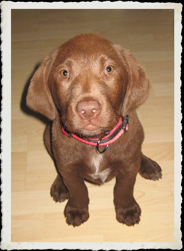 Labrador retriever Freja - 17.05.2009 - Hjemme hos min nye familie :-) Charmer lige lidt billede 3
