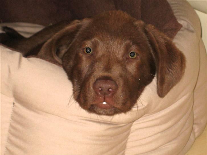 Labrador retriever Freja - Nøjjjjjjjjjjjj jeg er træt. Har leget og gået tur med min mor. nat nat. billede 4