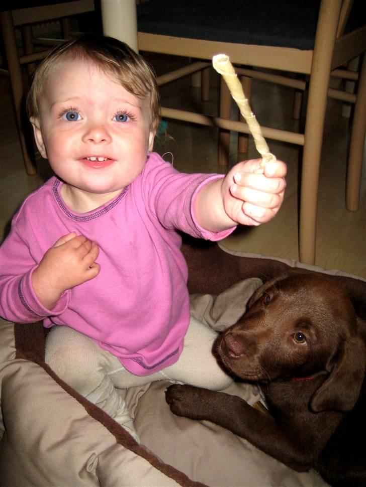 Labrador retriever Freja - Anniks hygger med Freja i hundekurven. "Mor må søde Freja få den her?" billede 5
