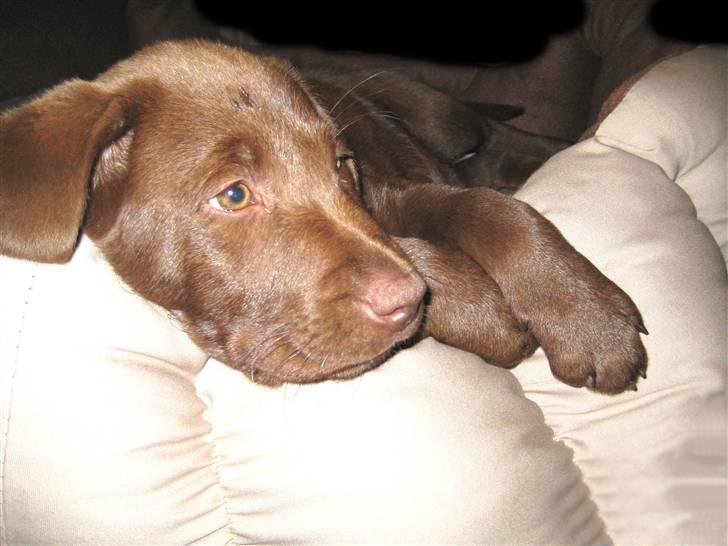 Labrador retriever Freja - Nøjjjjjjjjj hvor er min hundekurv lækker blød, tror lige jeg vil putte lidt her ;-) billede 6