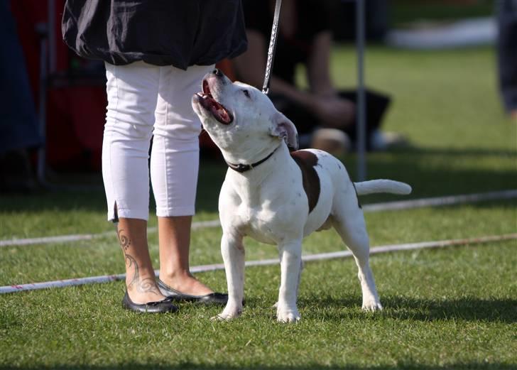 Staffordshire bull terrier Ashlan billede 17