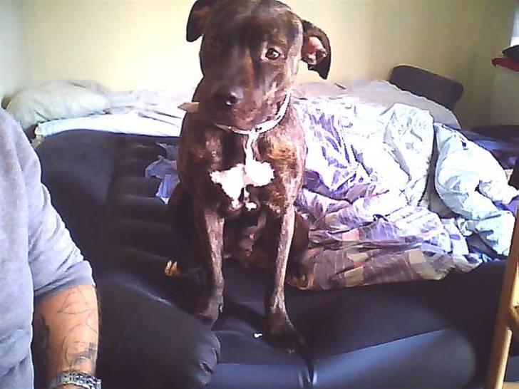 Amerikansk staffordshire terrier sui billede 6