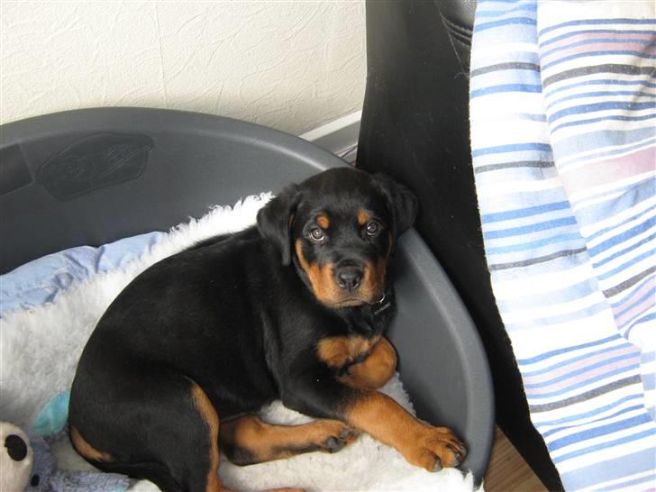 Rottweiler Rico<3 - Er  jeg ikke dejlig<3 billede 14