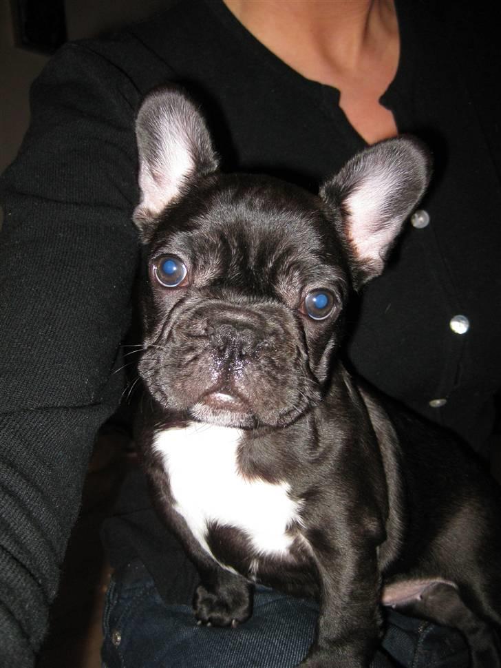 Fransk bulldog Daisy billede 1