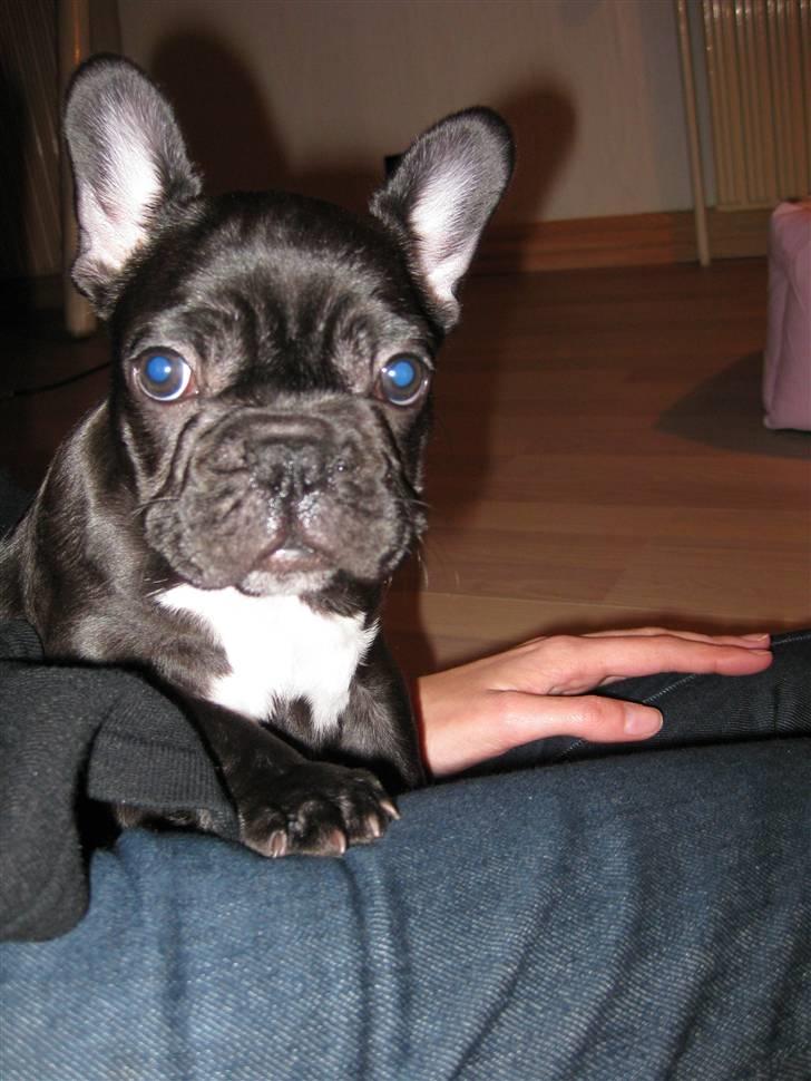 Fransk bulldog Daisy billede 2