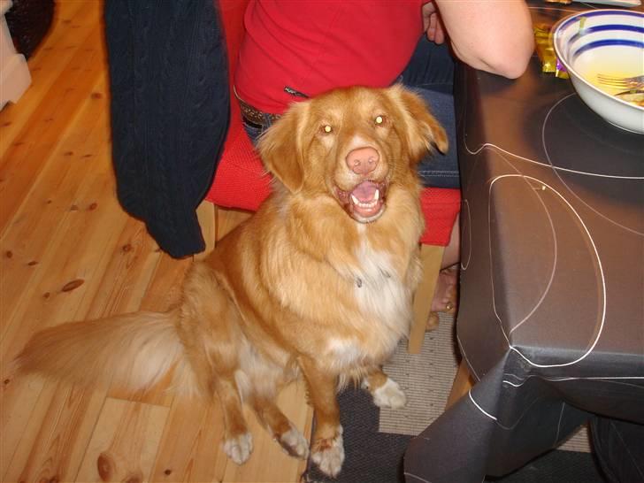 Nova scotia duck tolling retriever Anton billede 10